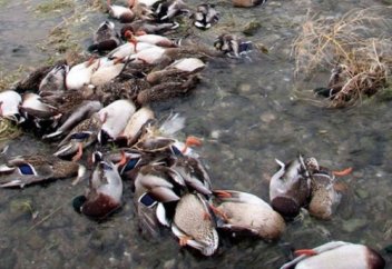 Солтүстікте құс қырылып жатыр (ВИДЕО) Шаруалар елге құс тұмауы келді ме деп алаңдайды.