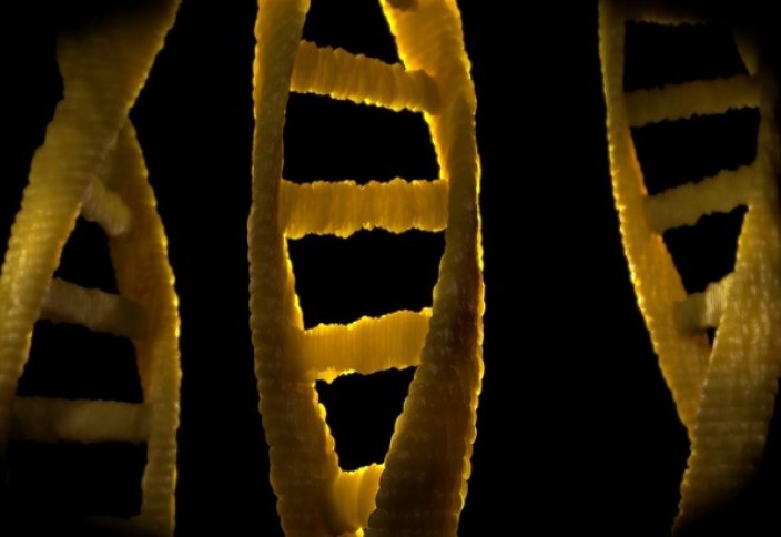 Процесс удвоения ДНК впервые сняли на видео