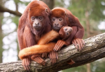 Мексикада маймылдар аптап ыстықтан қырылып жатыр