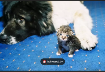 Страны с строгими законами о владении домашними животными