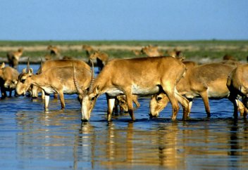 Қазақстанда аң мен құстың 300-ден астам түрі толық жойылуы мүмкін