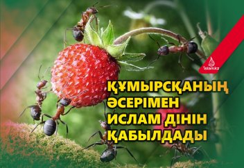 Құмырсқаның әсерімен Ислам дінін қабылдады