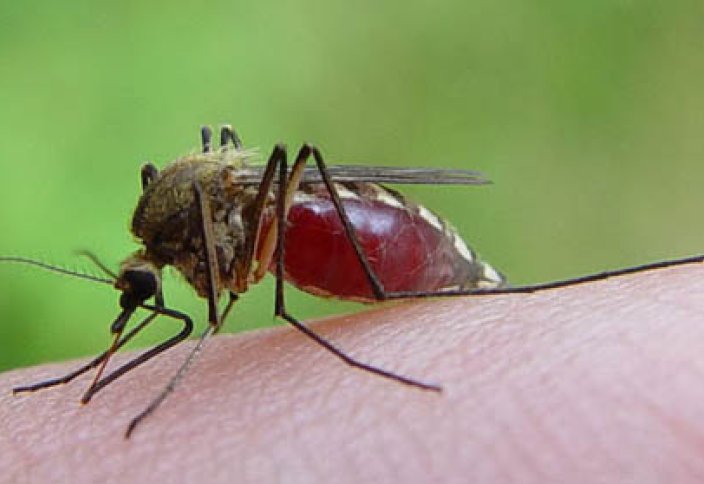 ВОЗ предупредила о глобальной пандемии вируса чикунгуньи