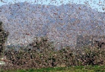 Шегірткеге қарсы үйректі салады