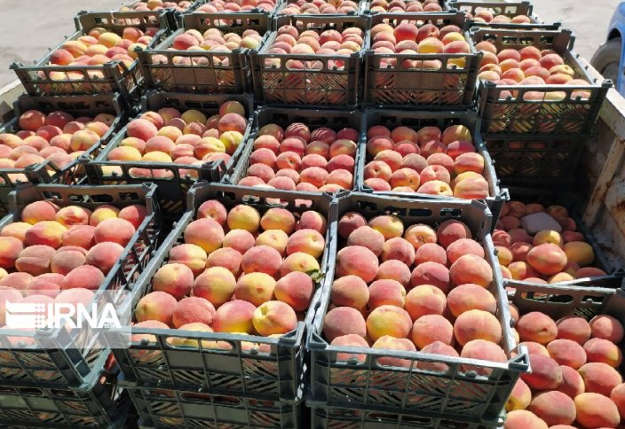 Сбор урожая персика в иранском Миандоабе (фото)