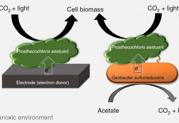 Құрғақшылыққа төзімді ету үшін өсімдіктердің метаболизмін өзгертпек