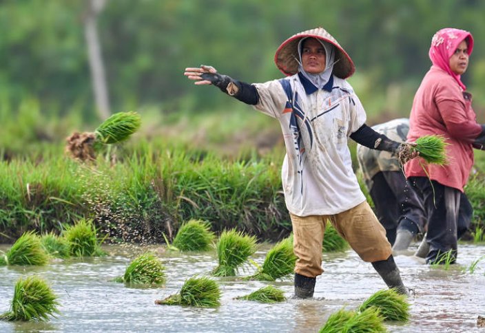 Мұсылман елі әлемде күріш импортынан келесі жылы бас тартуға ден қойған алғашқы мемлекетке айналады