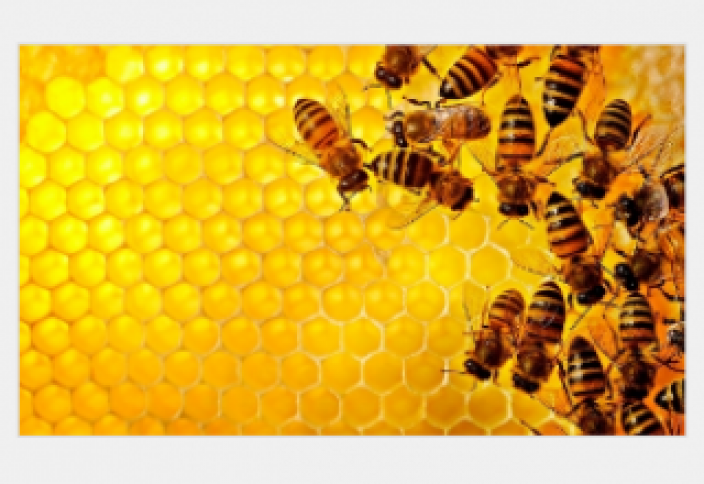 Что будет с человечеством, если вымрут пчелы