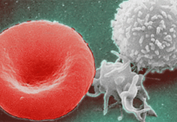 Голод в течение трех дней обновит вашу иммунную систему. Учёные нашли связь между голоданием и продолжительностью жизни