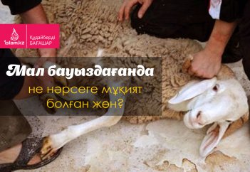 Мал бауыздағанда не нәрсеге мұқият болған жөн?