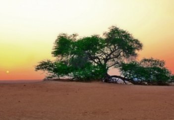 Бахрейна шөліндегі ғажайып өмір ағашы (фото)