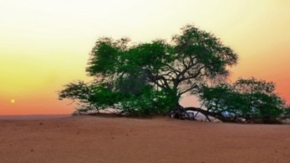 Бахрейна шөліндегі ғажайып өмір ағашы (фото)