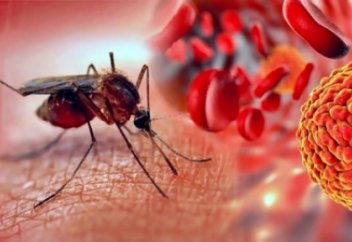 Жануарлар әлемі: Қытайда масалар зауыты ашылды (видео)