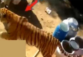 Адам жегіш жолбарыс үйлену тойының шырқын бұзды (видео)