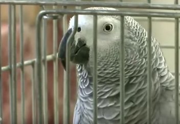 "Хафыз" тотықұс: қай сүрелерді жатқа біледі (видео)