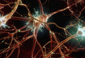 Алғаш рет жасанды жүйке жүйесі пайда болды