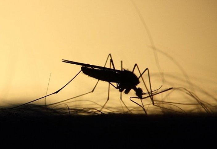 Interia (Польша): домашние методы борьбы с комарами. Их и след простынет!