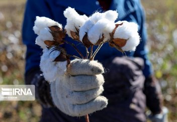 Сбор урожая хлопка в провинции Северный Хорасан (фото)