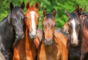Мысырда жылқы еті мен сүті туралы өзгеше пәтуа шықты