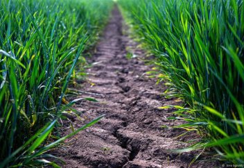 Недостаточно дождей: как Германия может справиться с засухой?