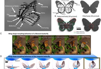 Ғалымдар электрсіз жұмыс істейтін “көбелек қанатын” жасады (видео)