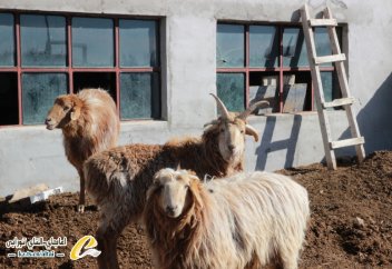 Жануарлар әлемі: Бес мүйізді қой (ФОТО)