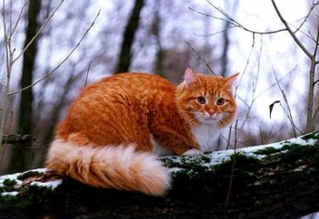 Иесінің қарызы үшін қоян мен мысықты қамауға алды