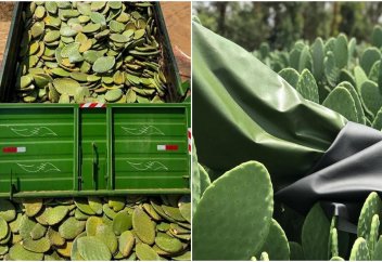 Кактустан тері алу тәсілі табылды (фото)