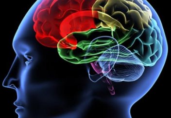 Коран о строении головного мозга