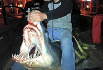 Америкалық балықшы 270 келілік акуланы қармақпен ұстады