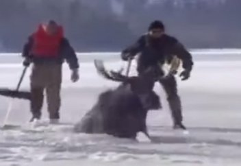 Адамдардың қиналған жан-жануарларға көмектескен сәттері (видео)