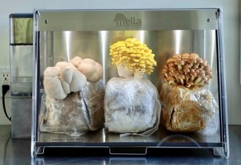 Асүйде саңырауқұлақ өсіруге болатын биологиялық инкубатор (видео)