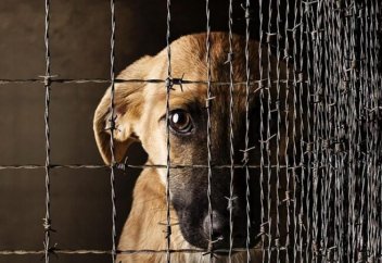 За насилие над животными в МВД Казахстана хотят ввести уголовную ответственность. Налог на животных в Казахстане: что думают об идее зоозащитники