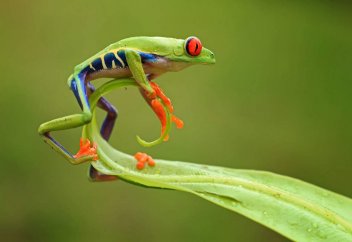 На юго-западе Китая открыли сразу пять новых видов лягушек
