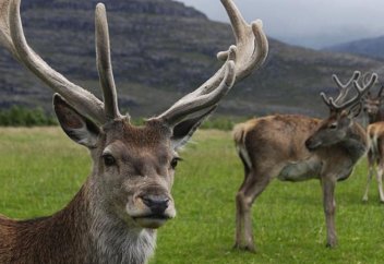 Марал және омарта шаруашылықтарында асылдандыру жұмыстары жүргізілуде