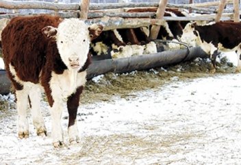 ҚАСҚА БҰҚА МЕН ҚАРА ПЫШАҚ