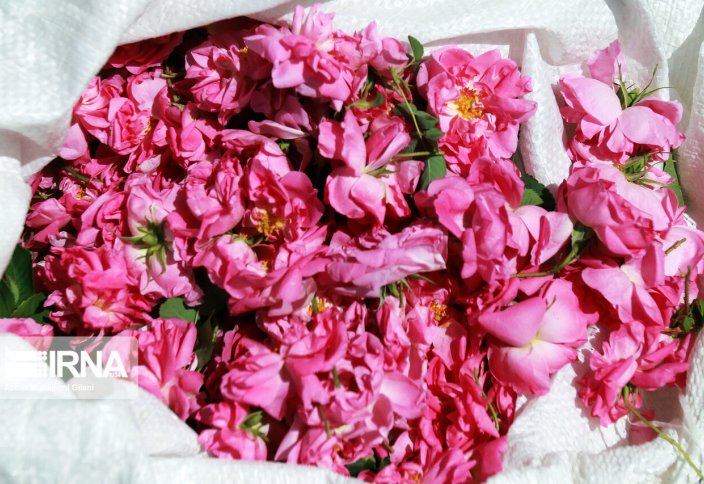 Сбор дамасской розы для получения розовой воды (фото)