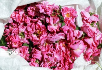 Сбор дамасской розы для получения розовой воды (фото)