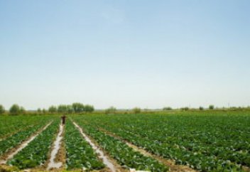 Ғалымдар өсімдік жасушаларын басып шығарды және жақын арада жойылмайтын өсімдіктерді жасайды