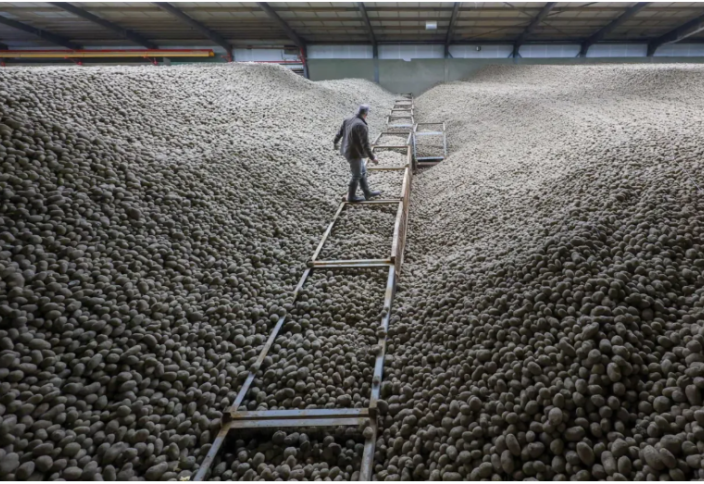 «Картофельный потоп»: в Берлине (Германия) бесплатно раздают картофель