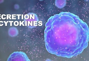 Губит людей не вирус, а синдром цитокинового выброса