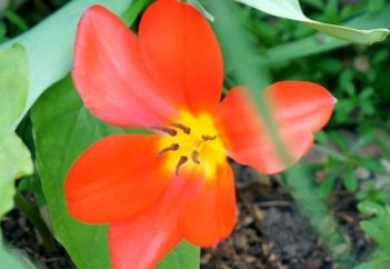 Весна на улицах Лондона.