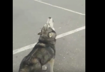 Намаз уақытында көшеде азан шақырған ит жұртты таңғалдырды (видео)