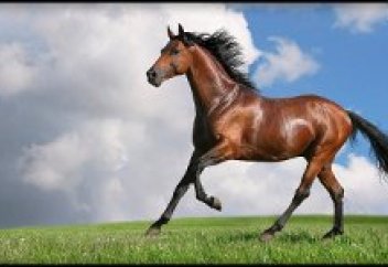 Үндістандық кәсіпкер қазақ жылқысының қылын жаппай сатып алуда