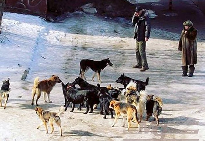 Соңғы бір жылда 41 мың адамды ит қапқан