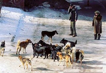 Соңғы бір жылда 41 мың адамды ит қапқан