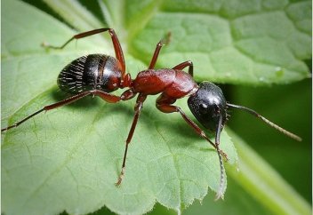 Құмырсқалар тазалыққа қатты мән береді