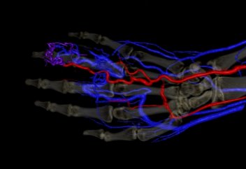 Адамды қан тамырларына қарап танитын жүйе жасалды