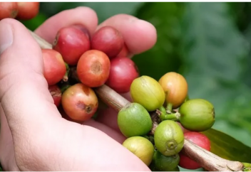 Кофенің жаңа сорты адамзатты болашақта кофесіз қалдырмайтын болды