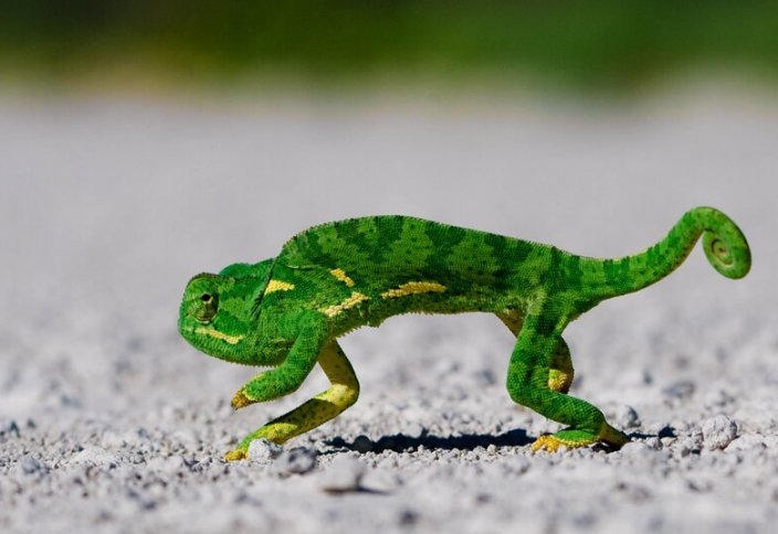 Comedy Wildlife Photography awards: финалисты конкурса забавных фотографий дикой природы 2020